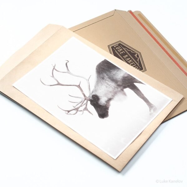 Reindeer photography Print by Luke Kanelov