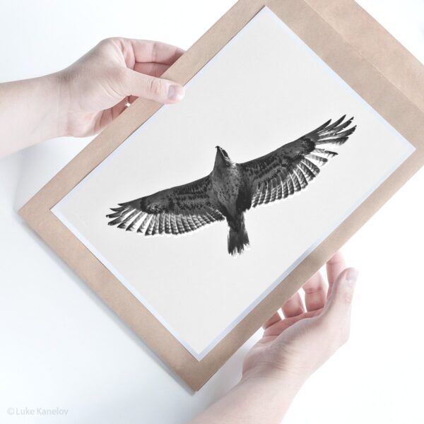 Hawk Photography Print by Luke Kanelov