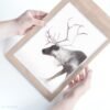 Reindeer photography Print by Luke Kanelov