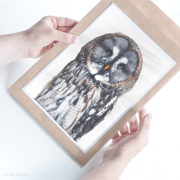 Great Grey Owl fine art print by Luke Kanelov
