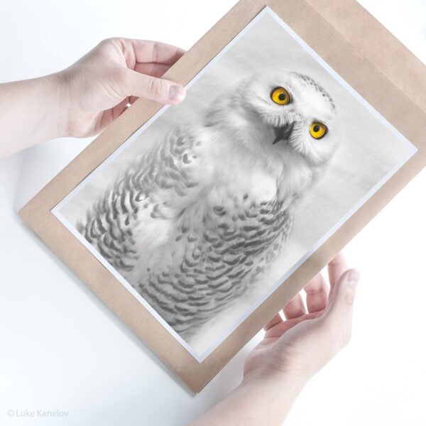 Snowy Owl Photography