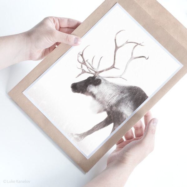 Reindeer photography Print by Luke Kanelov