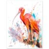 Scarlet Ibis Scarlet Ibis