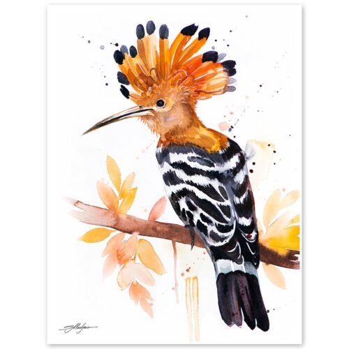 Hoopoe