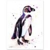 Humboldt penguin