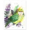 Kakapo, Owl parrot Kakapo, Owl parrot