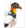 King vulture