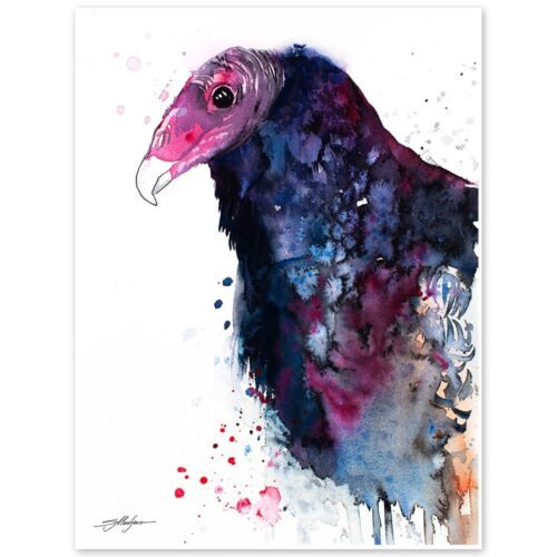 Turkey Vulture