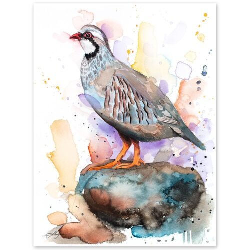 Red-legged partridge