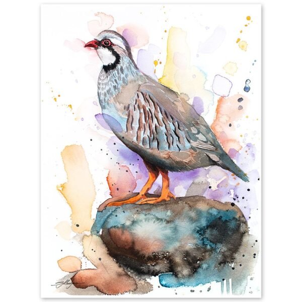 Red-legged partridge