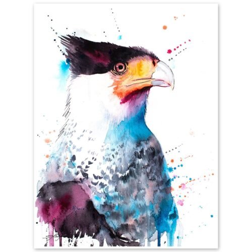 Northern Crested Caracara