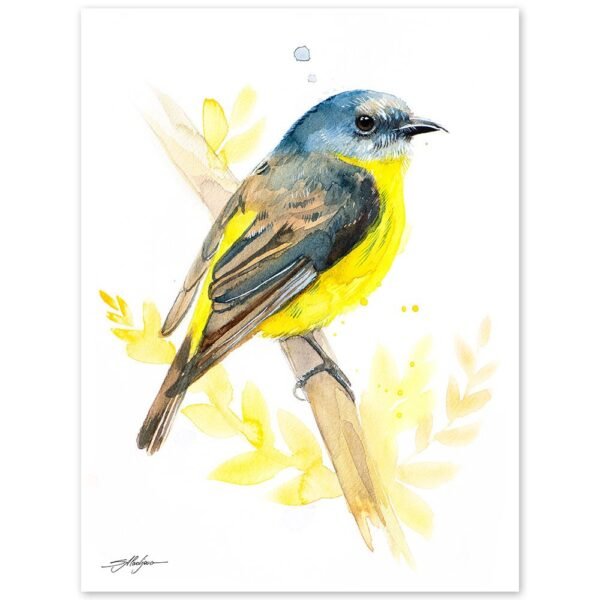 Eastern yellow robin