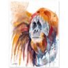 Sumatran orangutan