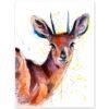 Steenbok