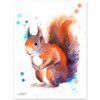 Red squirrel