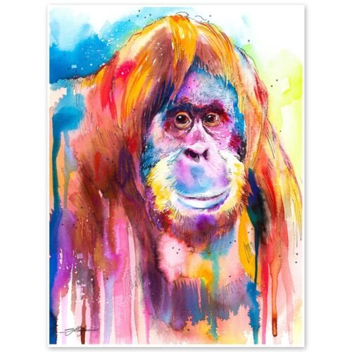 Orangutan