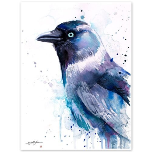 Jackdaw