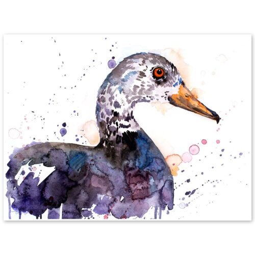 White-winged duck