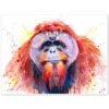 Bornean orangutan Bornean orangutan