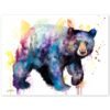 American black bear