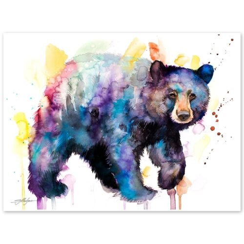 American black bear