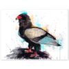Bateleur Eagle Bateleur Eagle