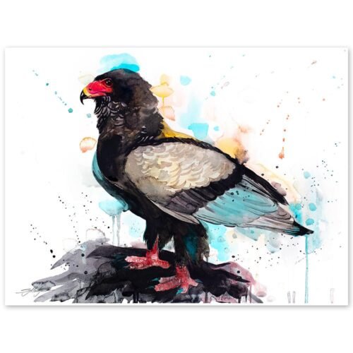 Bateleur Eagle