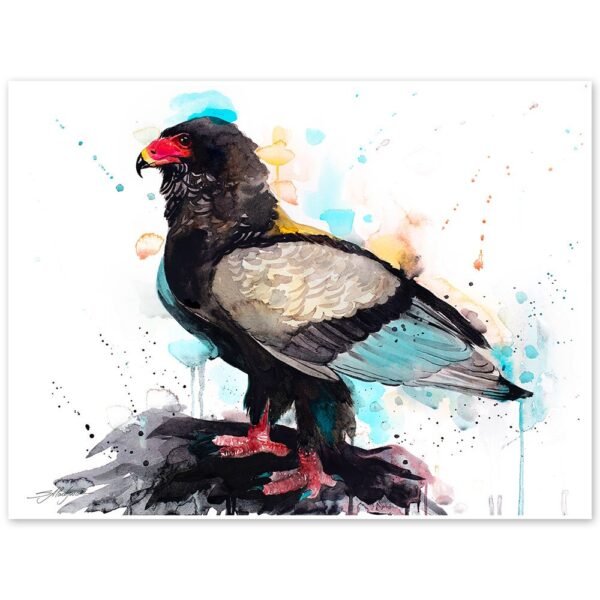 Bateleur Eagle Bateleur Eagle