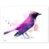 Amethyst starling