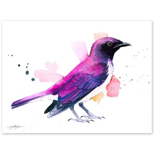 Amethyst starling