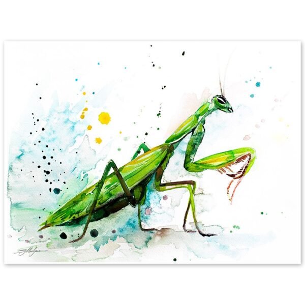 Mantis