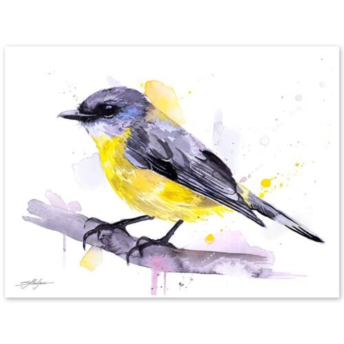 Eastern yellow robin