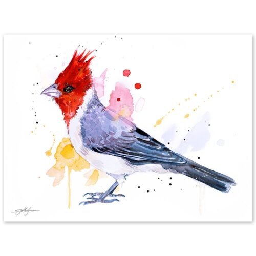 Red-crested cardinal