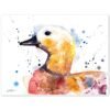 Ruddy shelduck Duck