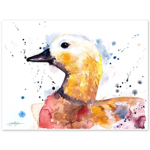 Ruddy shelduck Duck