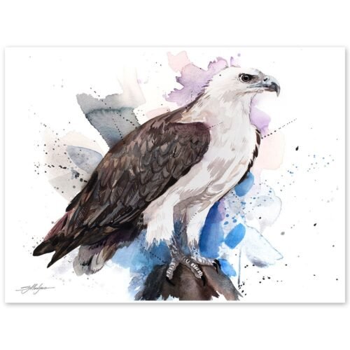 White-bellied sea eagle