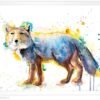 Tibetan Fox