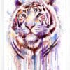 Purple tiger