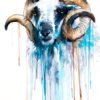 Blue Sheep