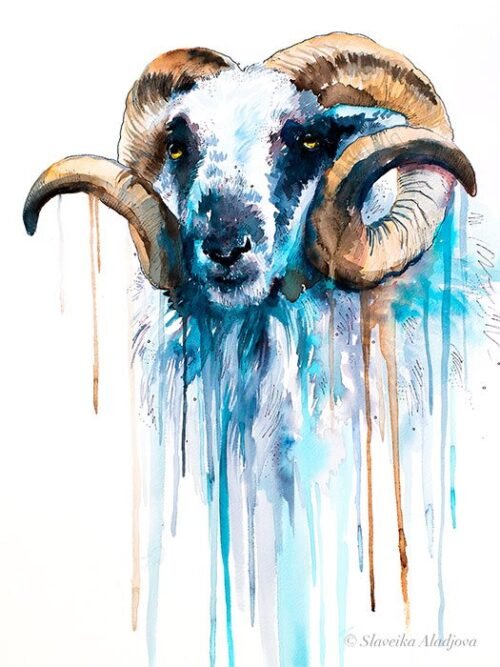 Blue Sheep