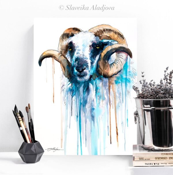 Blue Sheep
