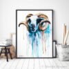 Blue Sheep