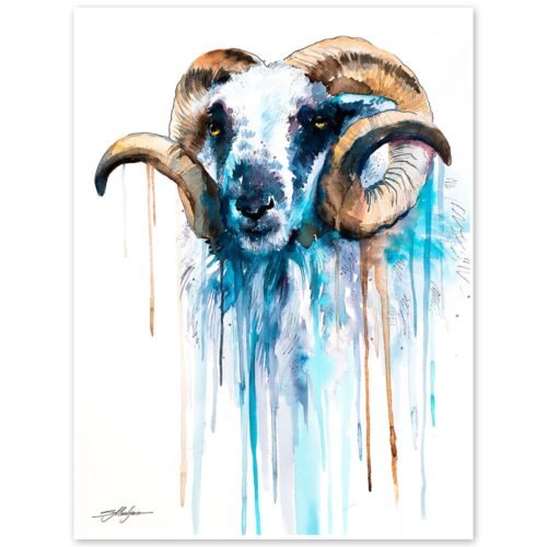 Blue Sheep