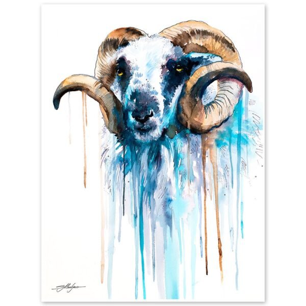Blue Sheep