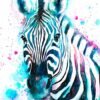 Blue Zebra