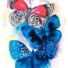 Blue and Red Butterfly