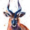 Bongo Antelope