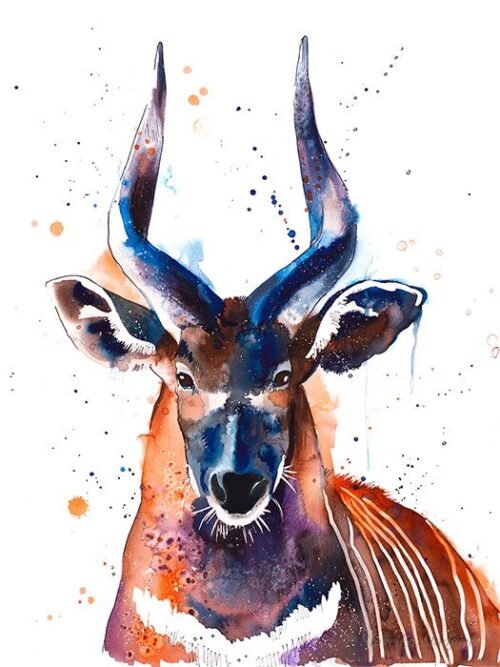 Bongo Antelope