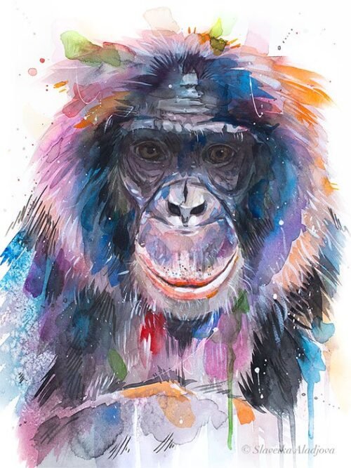 Bonobo