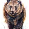 Brown bear
